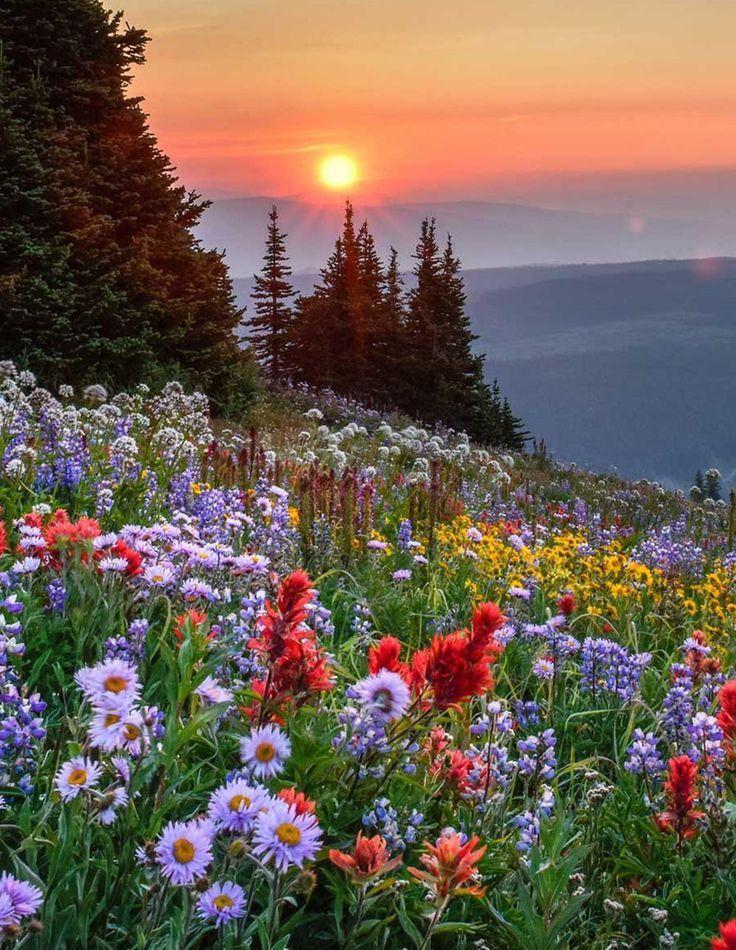 Sunset Serenity Blossom Collection